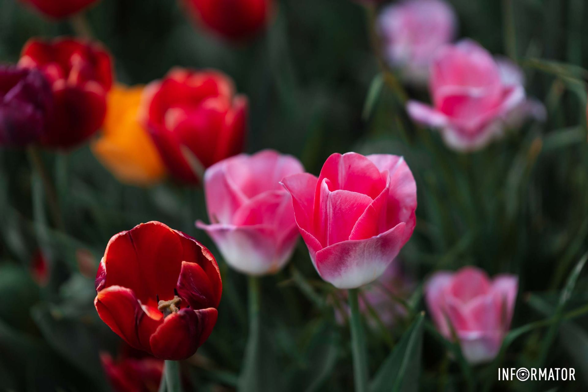 Гніздо лелек на груші коло хати…