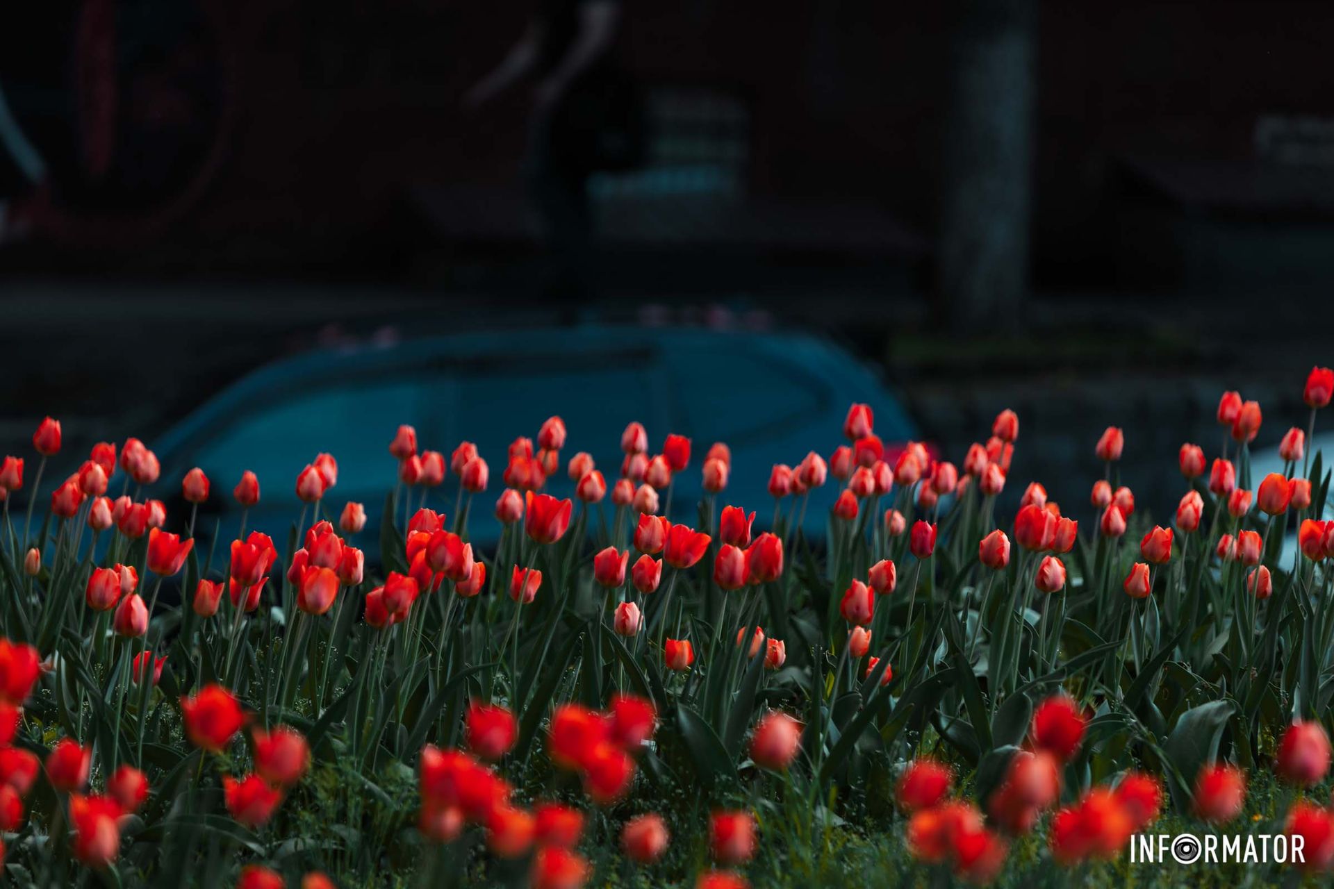 Вона квітує, ластиться, співає…