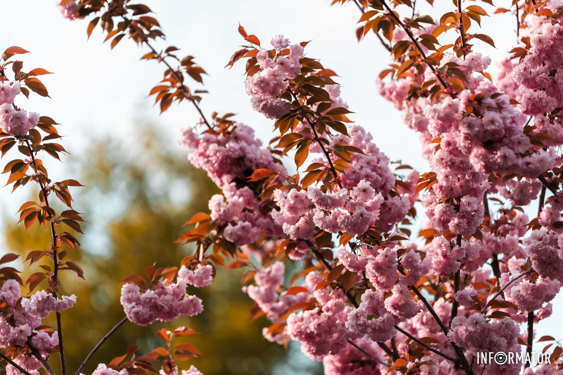 Весна не знає, що іде війна,