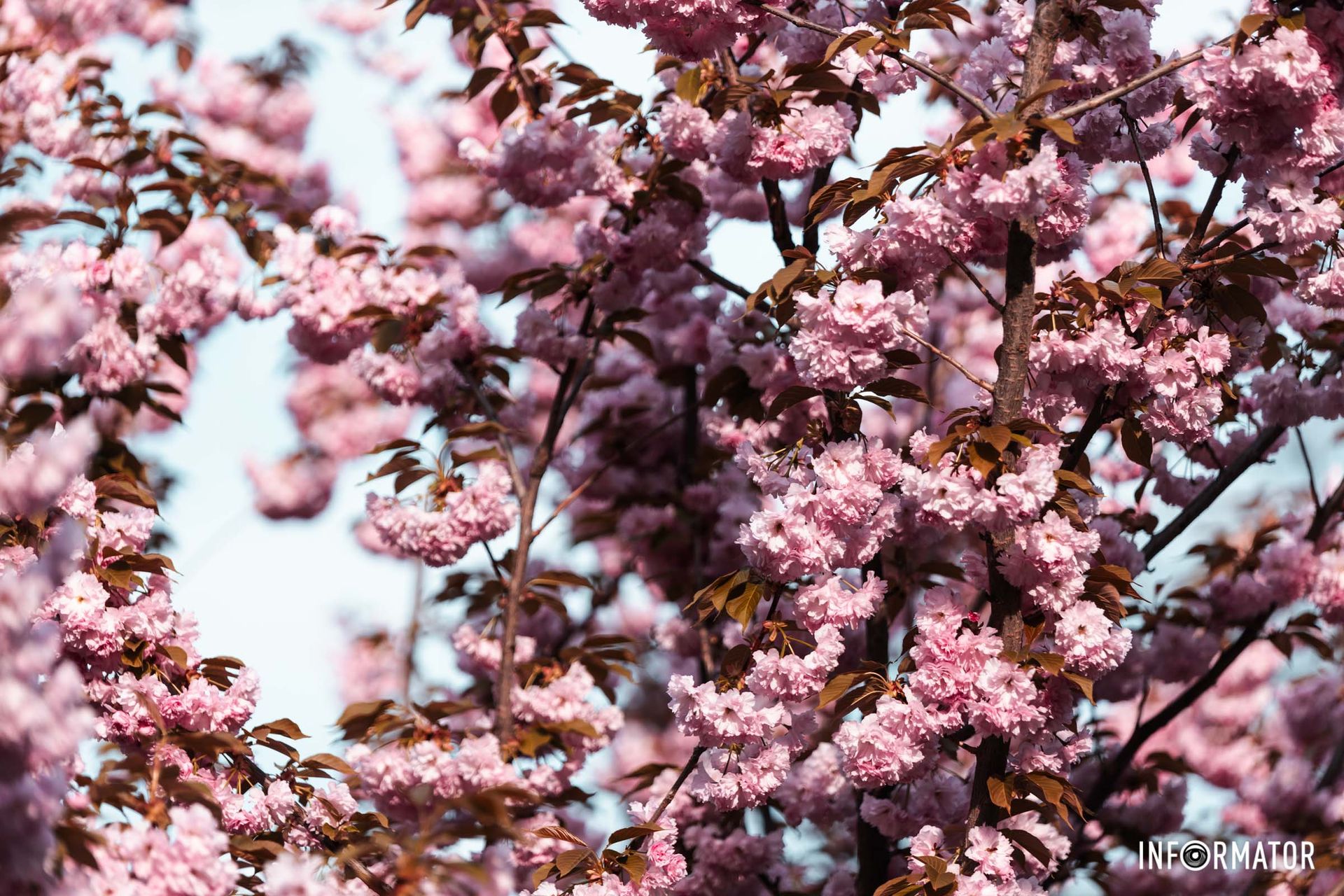 Тривожить серце, душу зігріває.