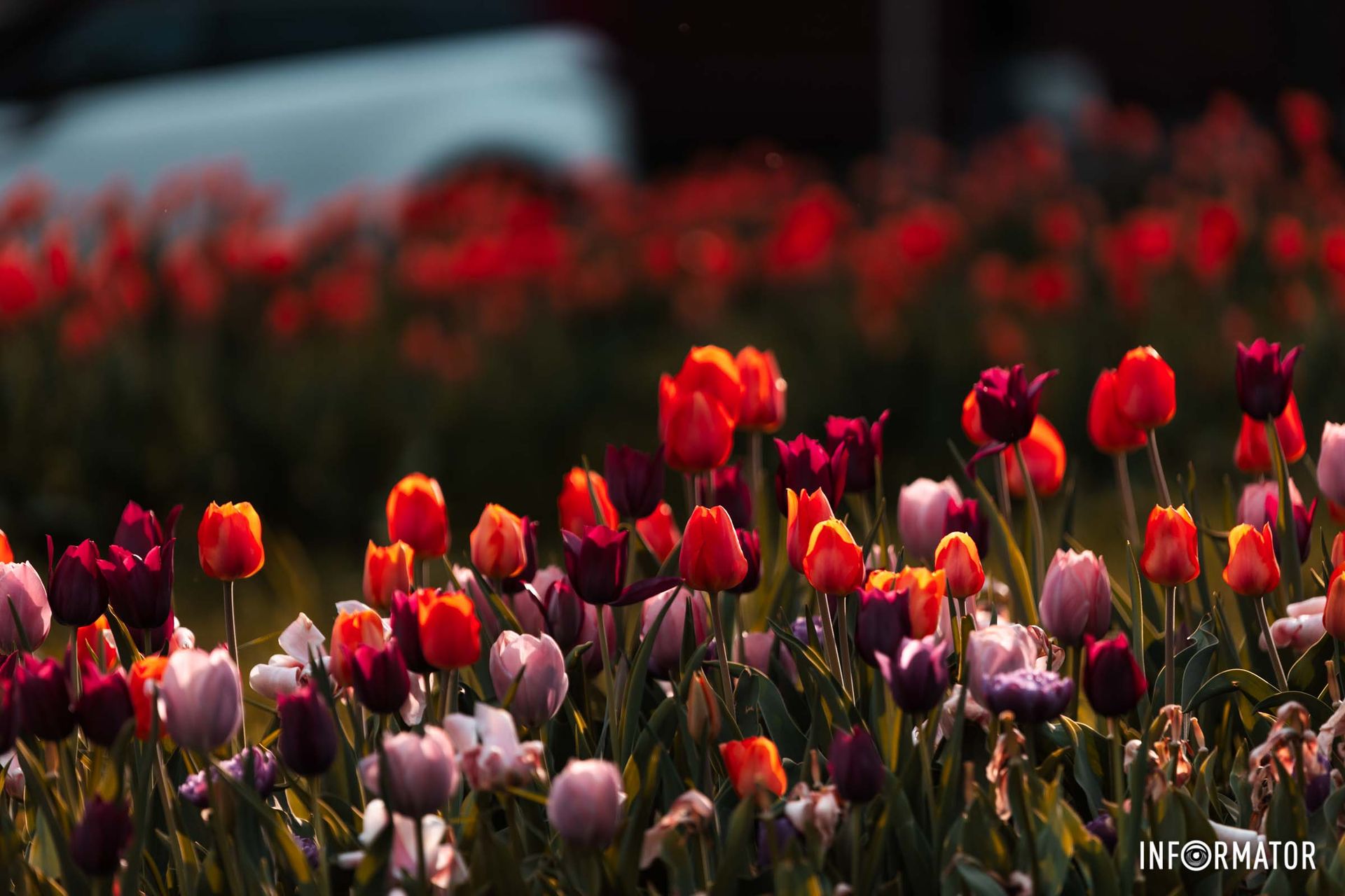 Весна летить чарівна, запашна,