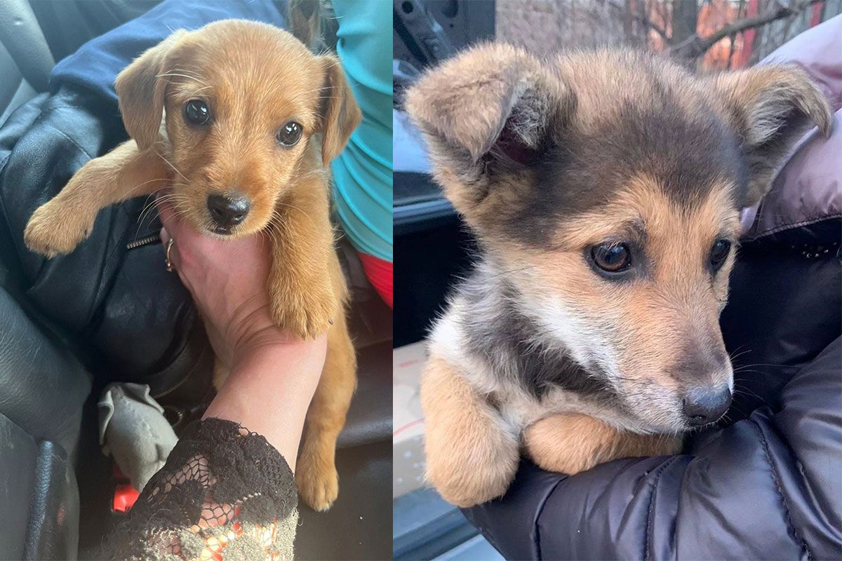 «Ковчег» надає захист понад 300 тваринам