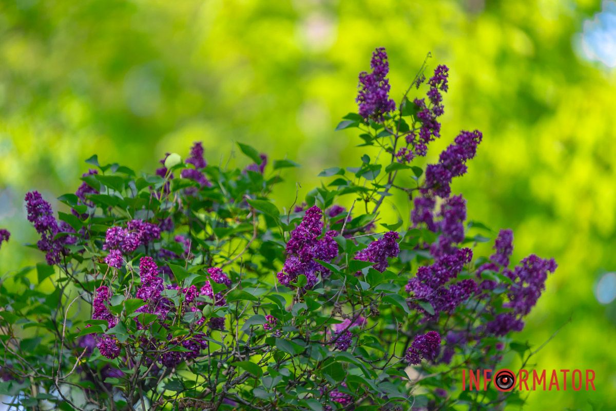В ряхтінні зірок,  у зеленім розмаї,