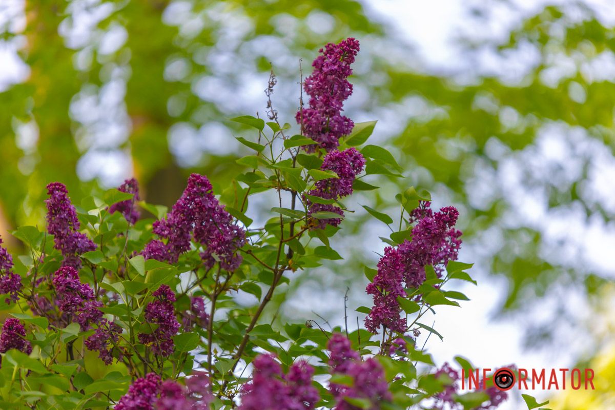 То веснонька красна! Усюди впізнаю: