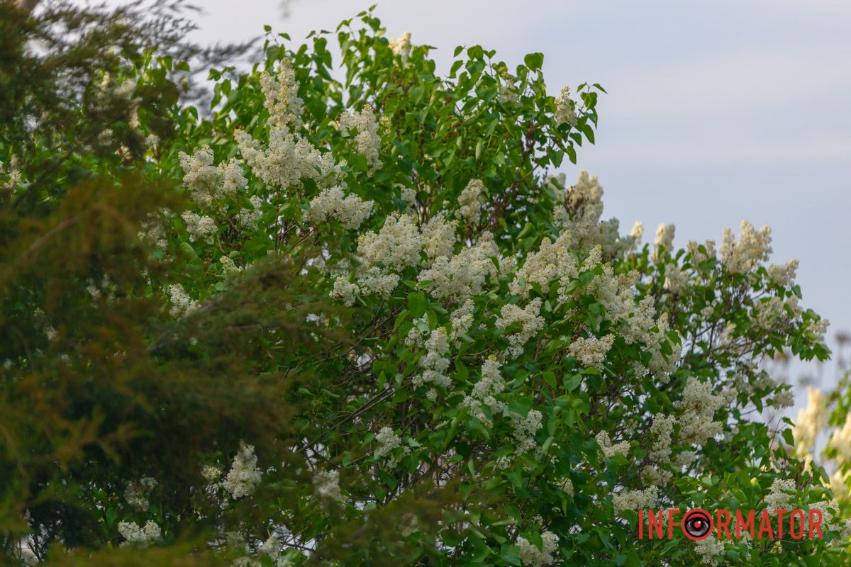 Всміхнулась промінчиком, землю зігріла.