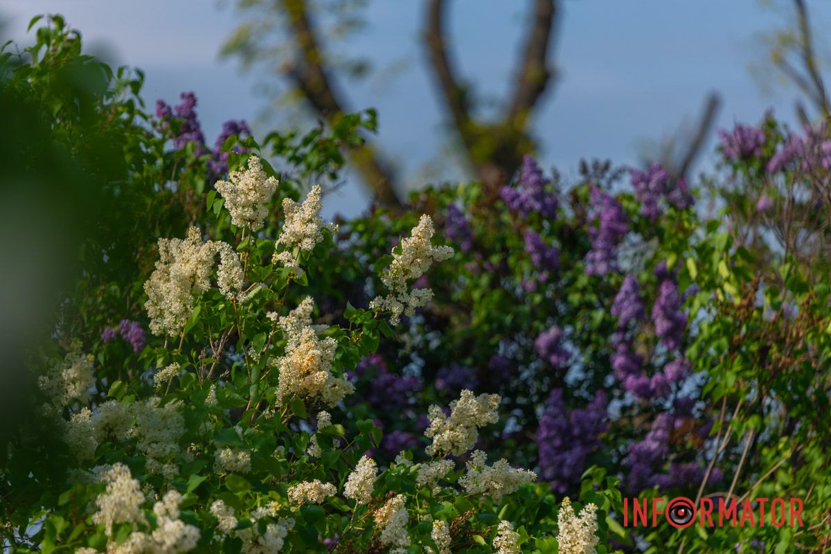 Злетіла голубкою в небо над світом,