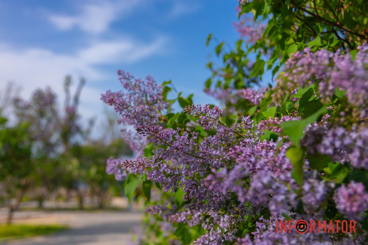 Автор: Марія Яновська