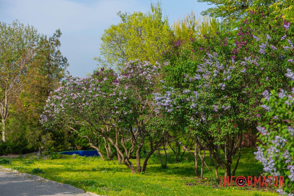 Цвіте бузок молочно і лілово.