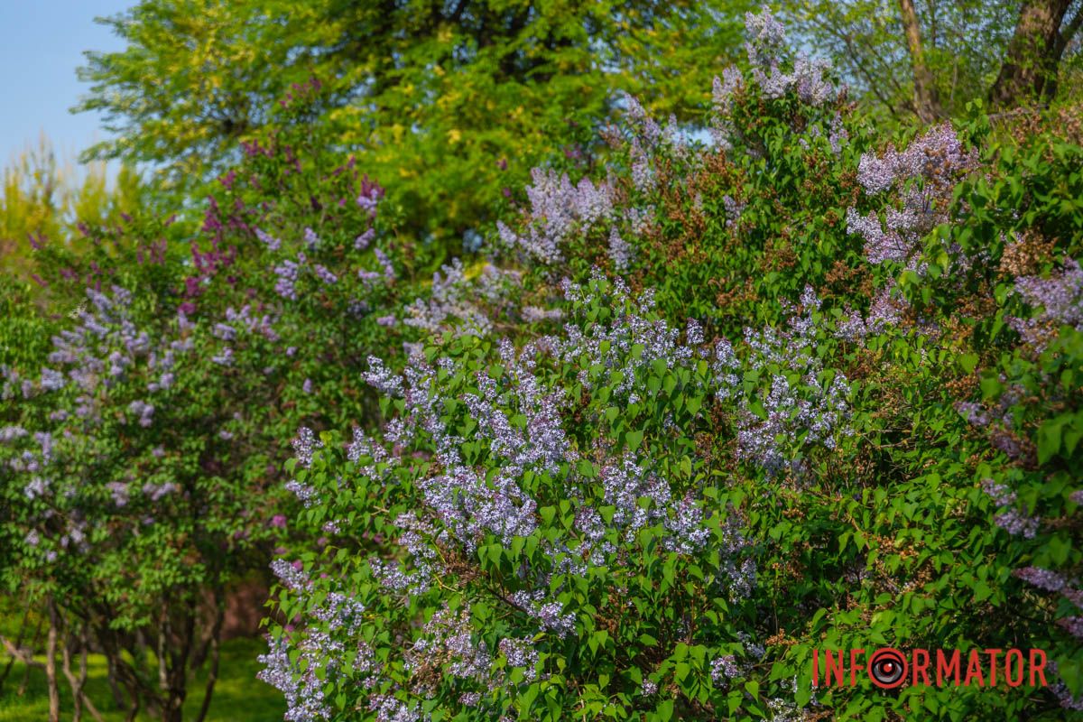 Весна у душі поселилась звабливо.