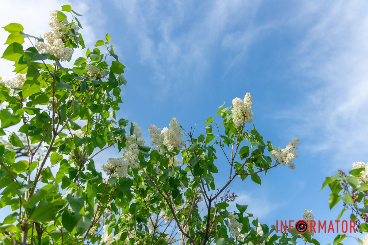 Травневим дощем вмила землю раненько,