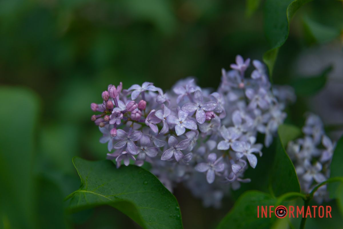 Насіння в стеблини зросло зелененьким.