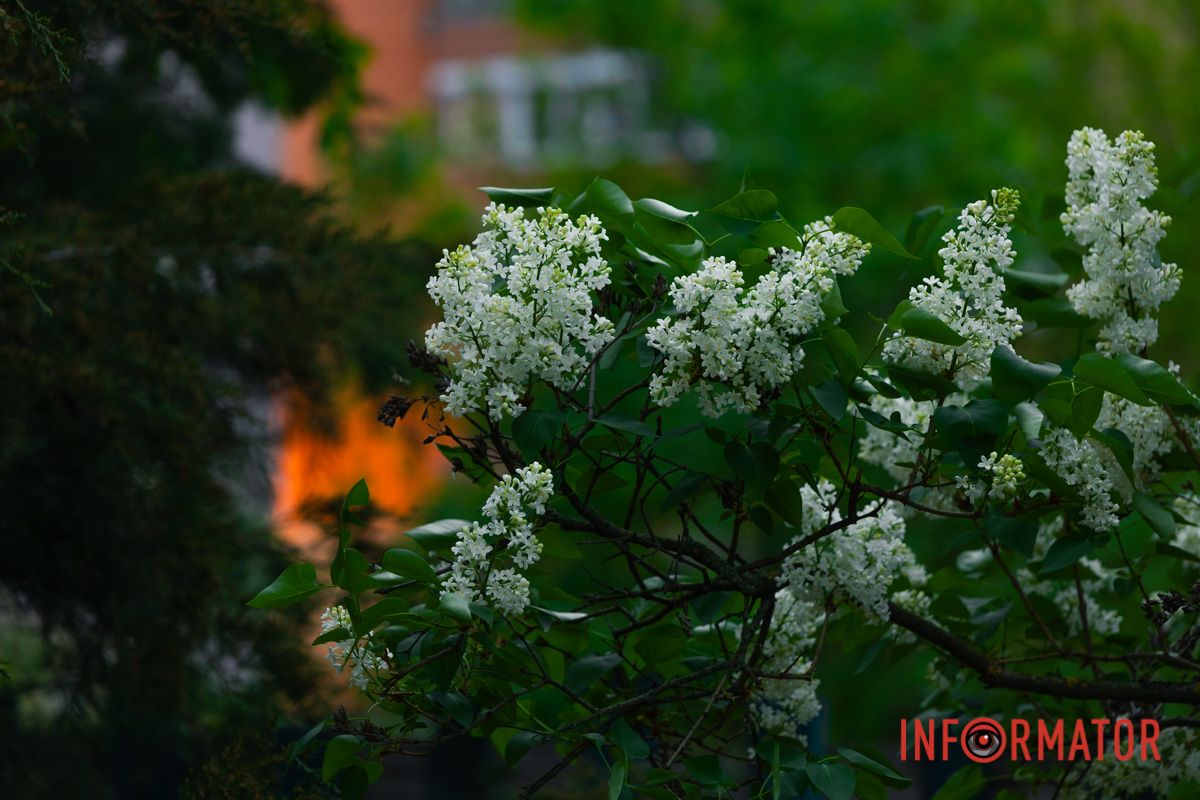 Вона немов диво, весна — чарівниця.