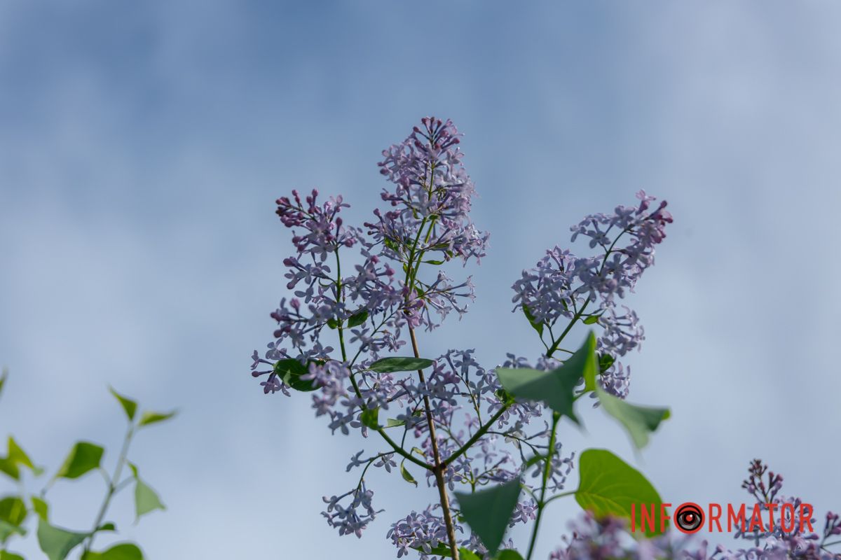 Пливуть аромати мінливо щоднини.