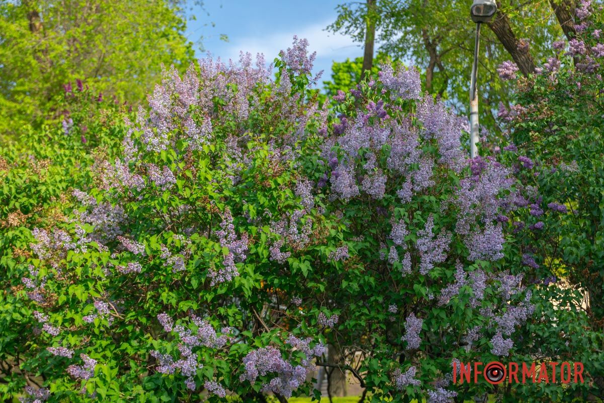 Від щастя — півоній, ірисів,  жасмину...