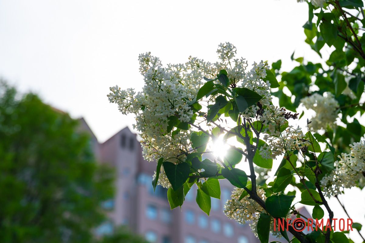 Піснями потоків з весною говорить.
