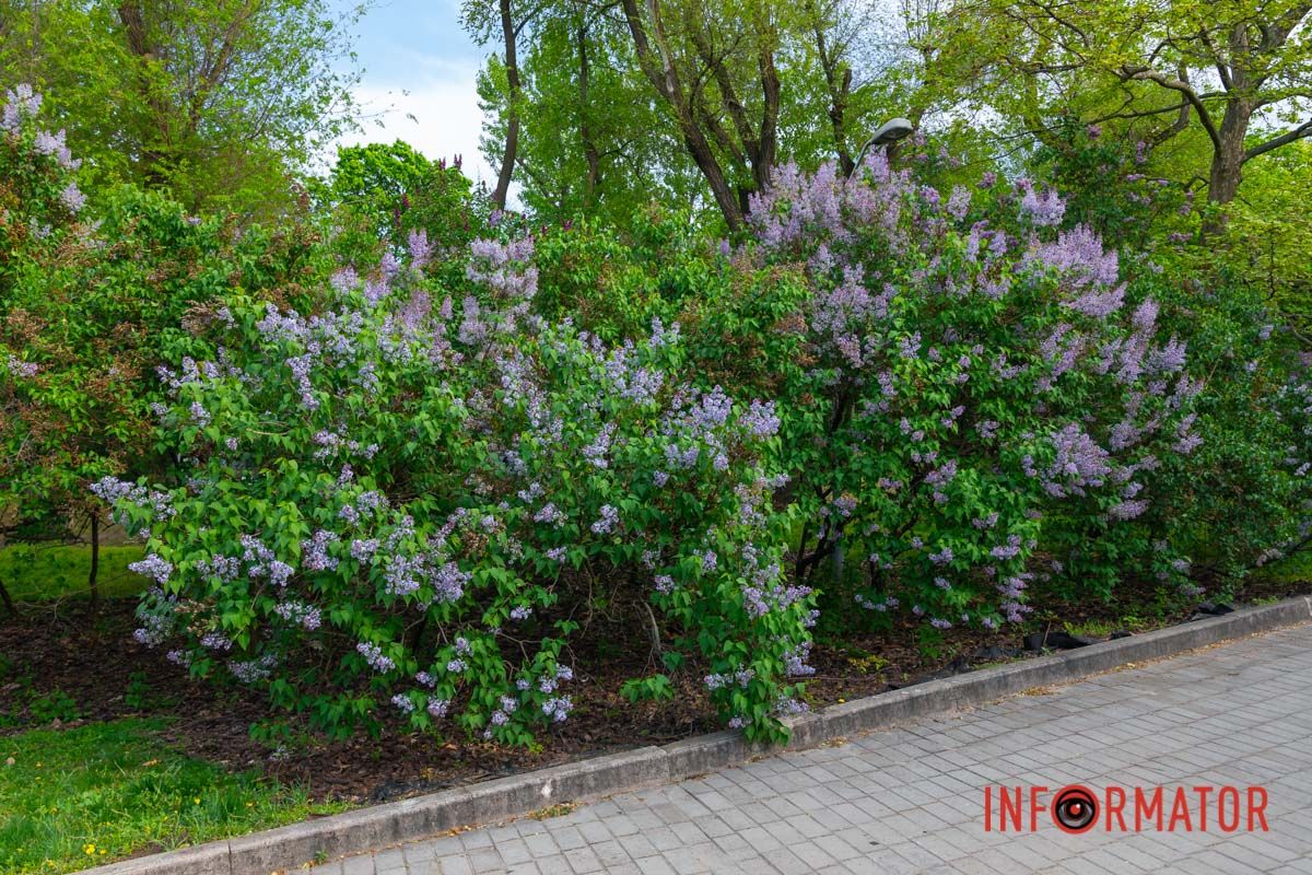 Ласкавий вітрець пролетів понад гори,
