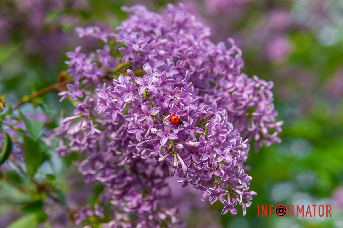 У водах дзеркальних, в гірському озерці.