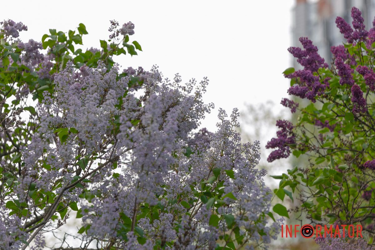 Та звеселяє все навколо й сад.