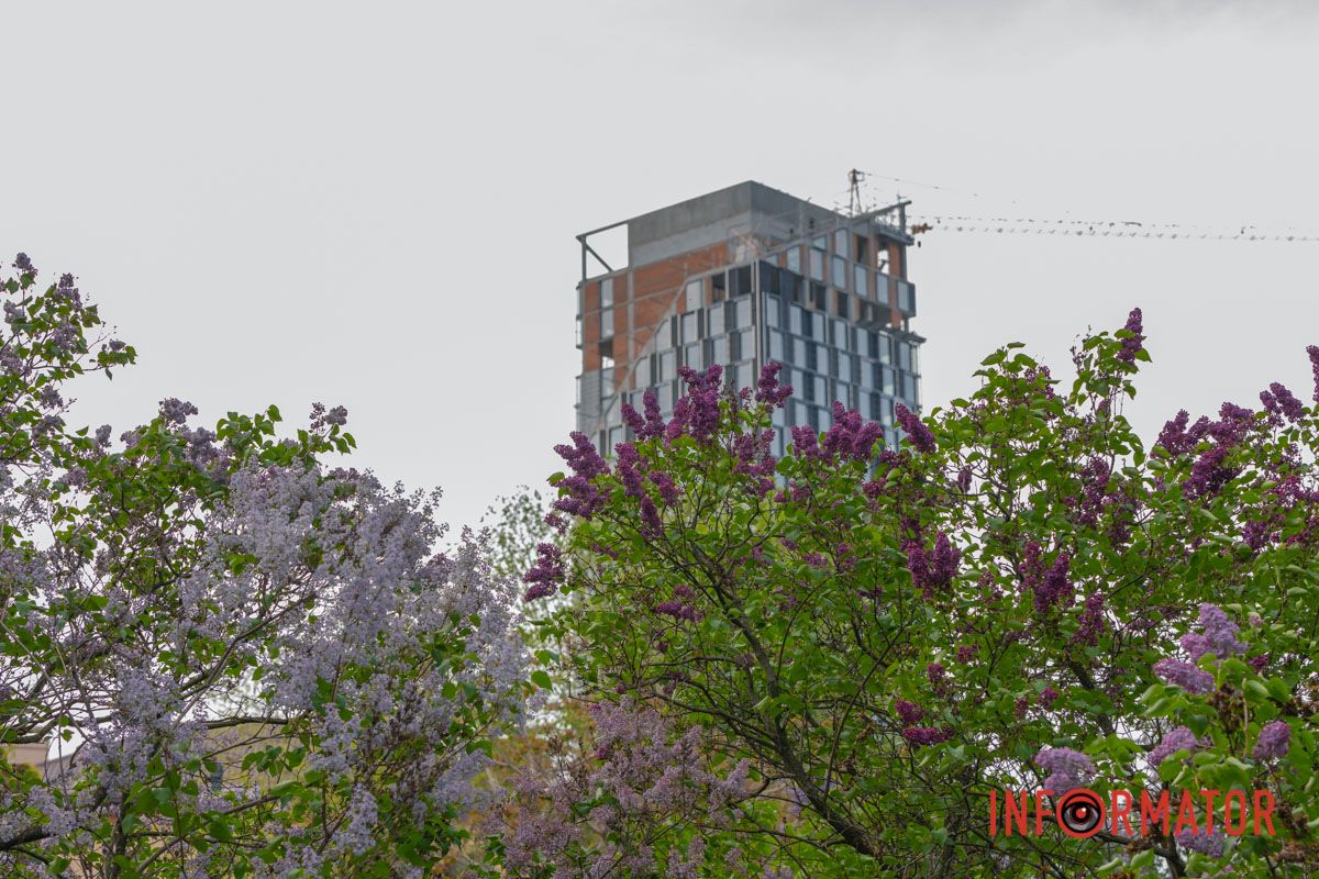 Цвіте бузок рожево,  фіалково