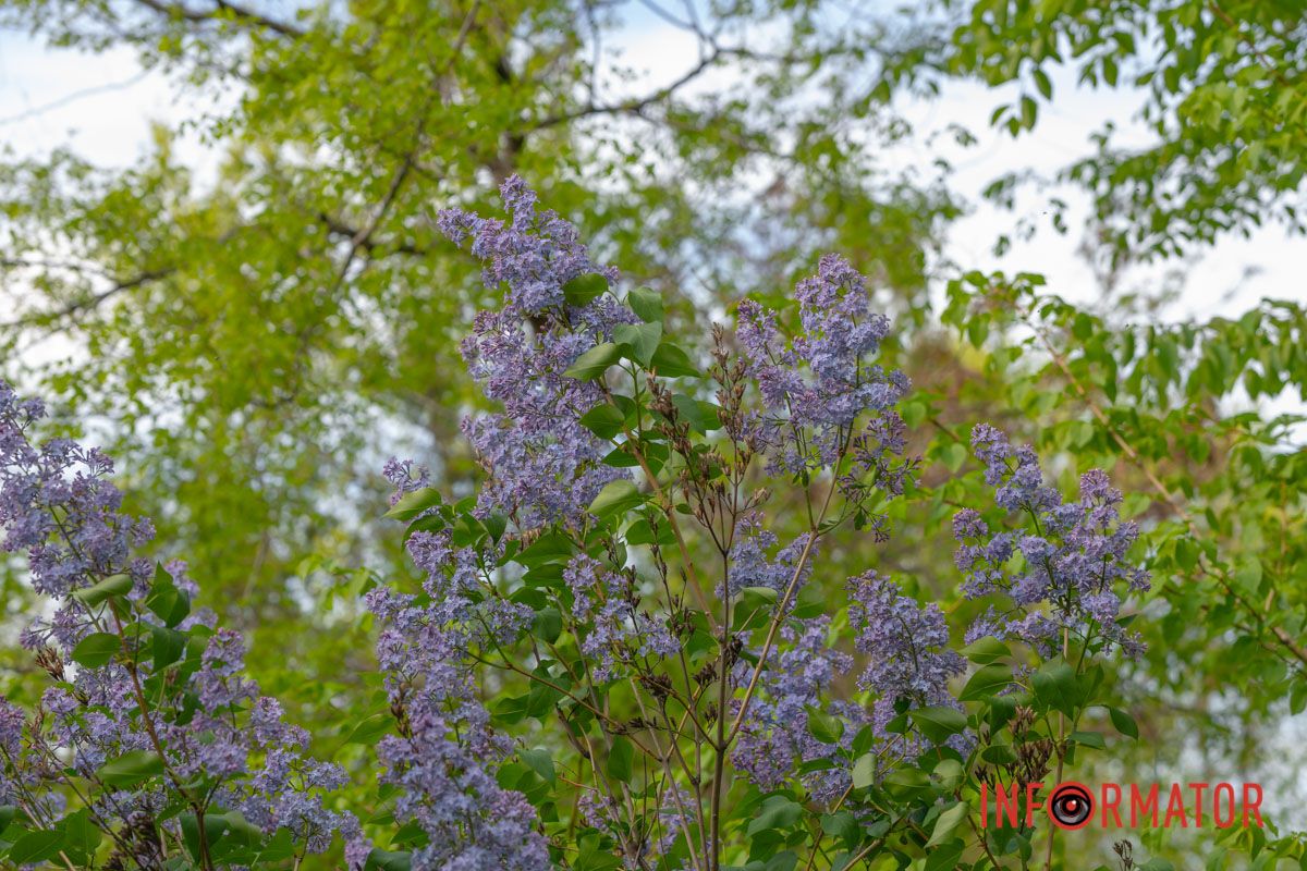 Чаруючий навколо аромат.