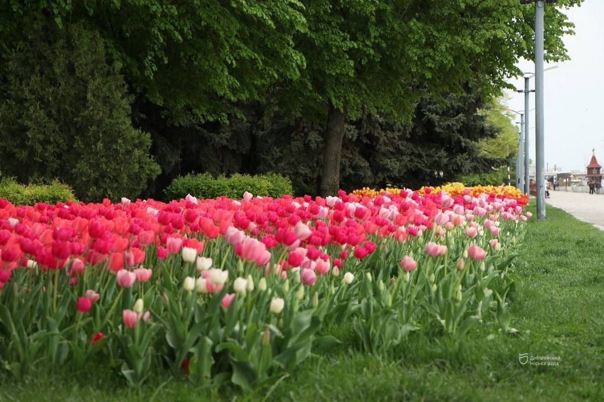 В 2024 году в Днепре появились новые локации с тюльпанами В 2024 году в Днепре появились новые локации с тюльпанами