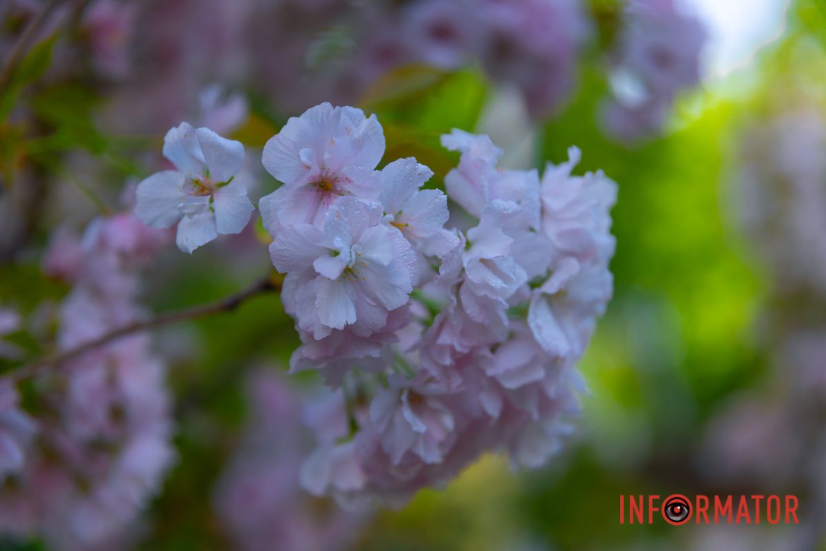 Дзвенить на вулицях сріблінь,