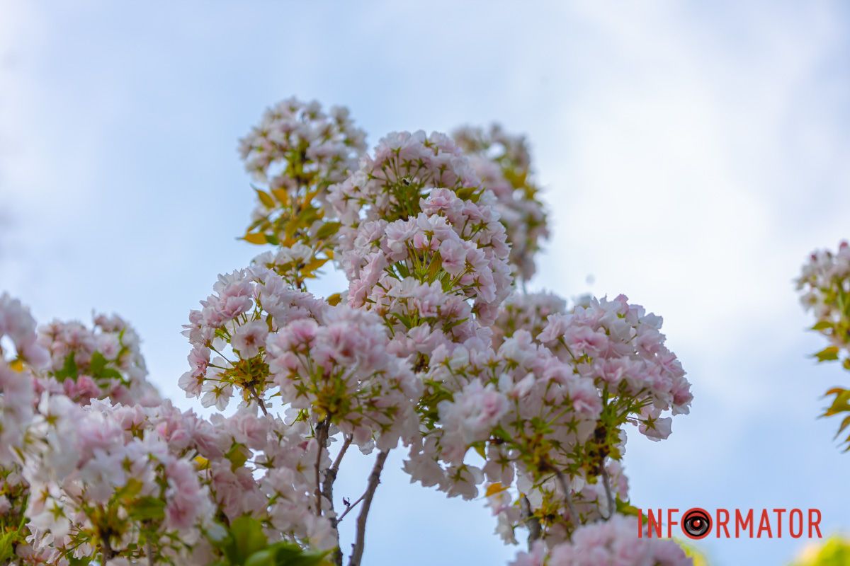 Неначе дзвоники: тінь-тінь.