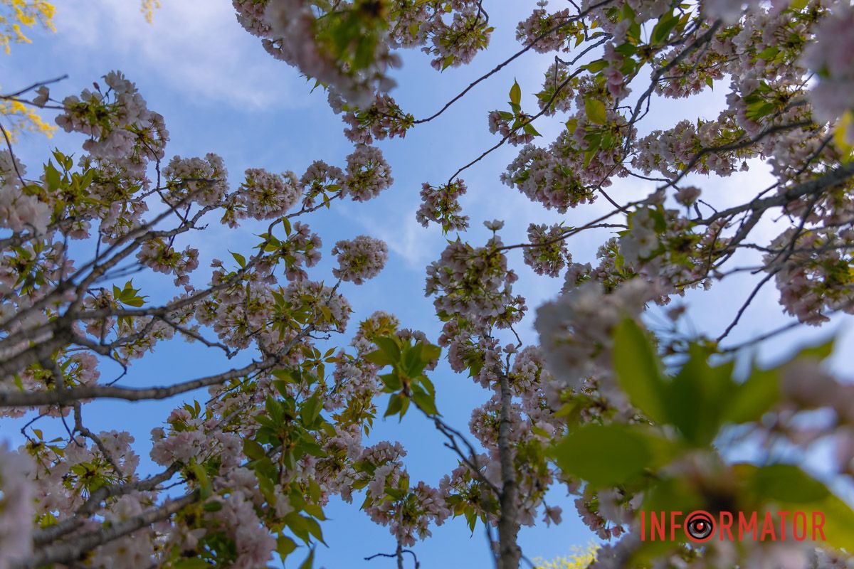 І дзвонить вітер у гілках.