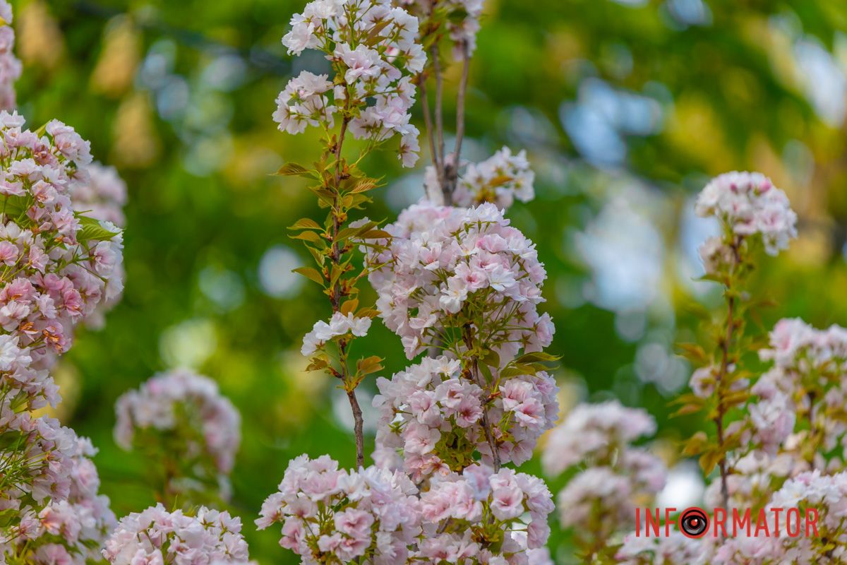 На річці крига аж дзвенить.