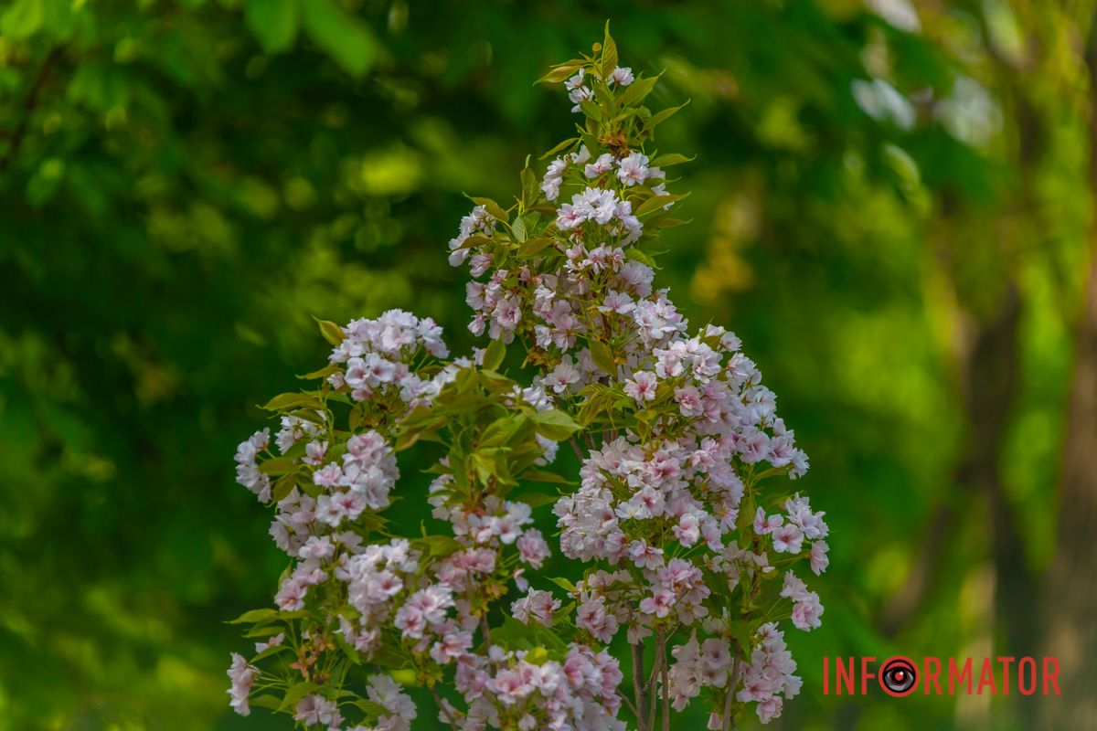 І мов проміння, мерехтять.