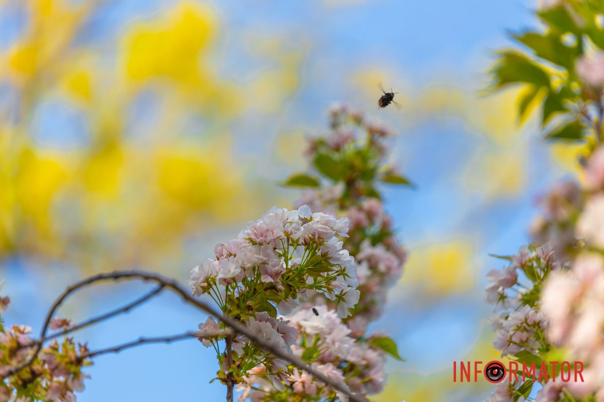 Бурульки краплями дзвенять