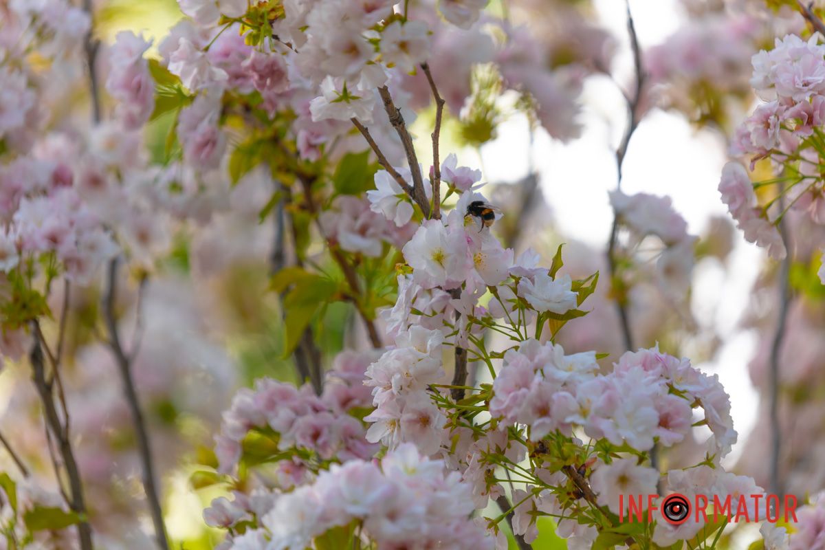 І дзвінко десь виводить птах,