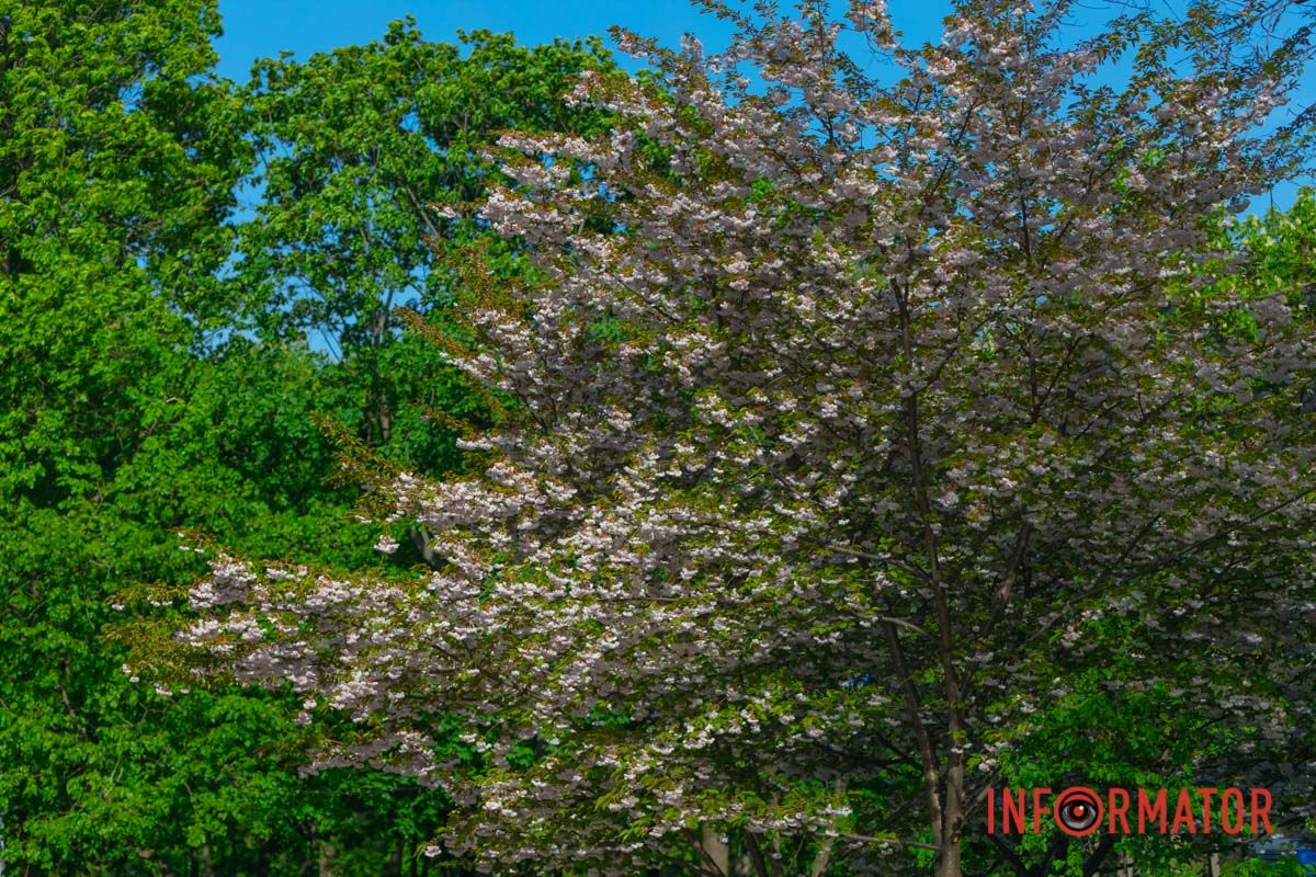 Весна-красна до нас іде