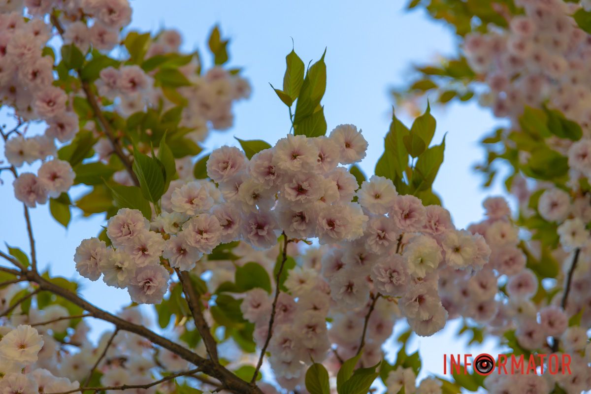 Біжать до нього діти