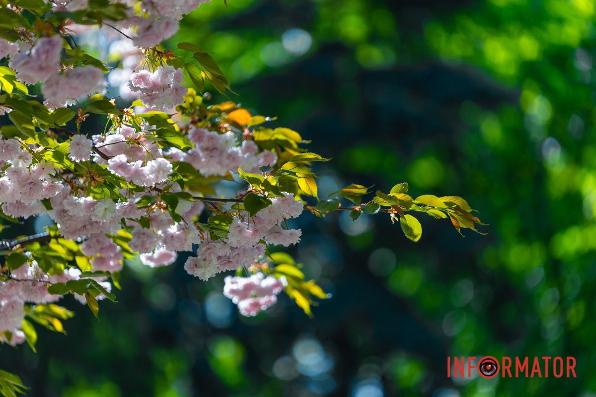 Квітню мій заквітчаний,