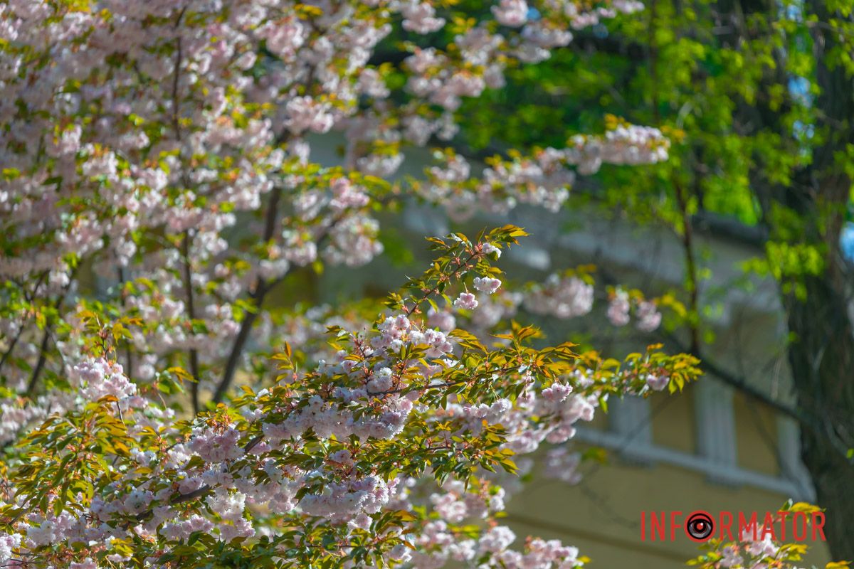 Синіми барвінками,