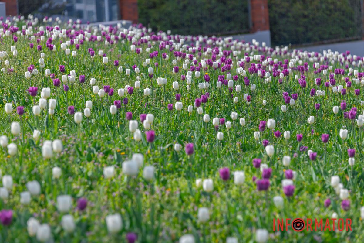 та зеленими гаями