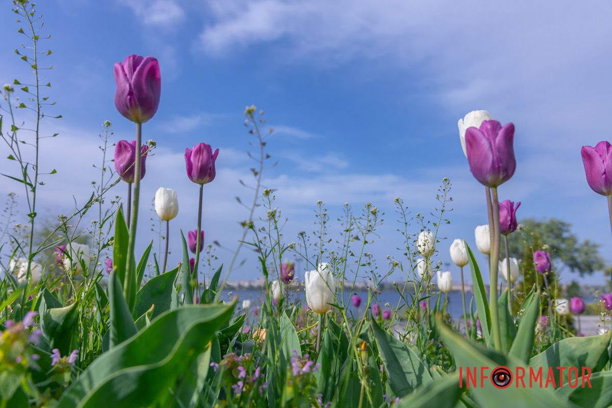 Квітом луків і гаїв.