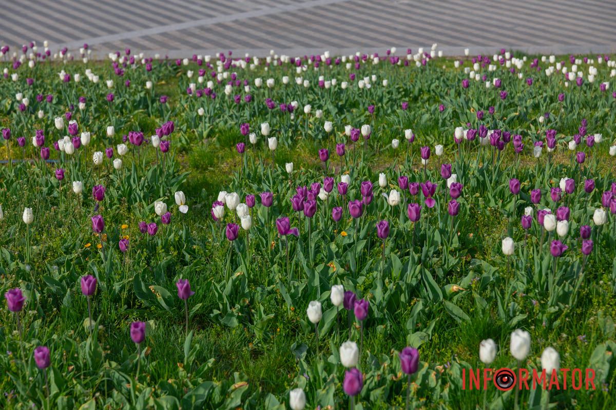 Листя зграйками на вітах