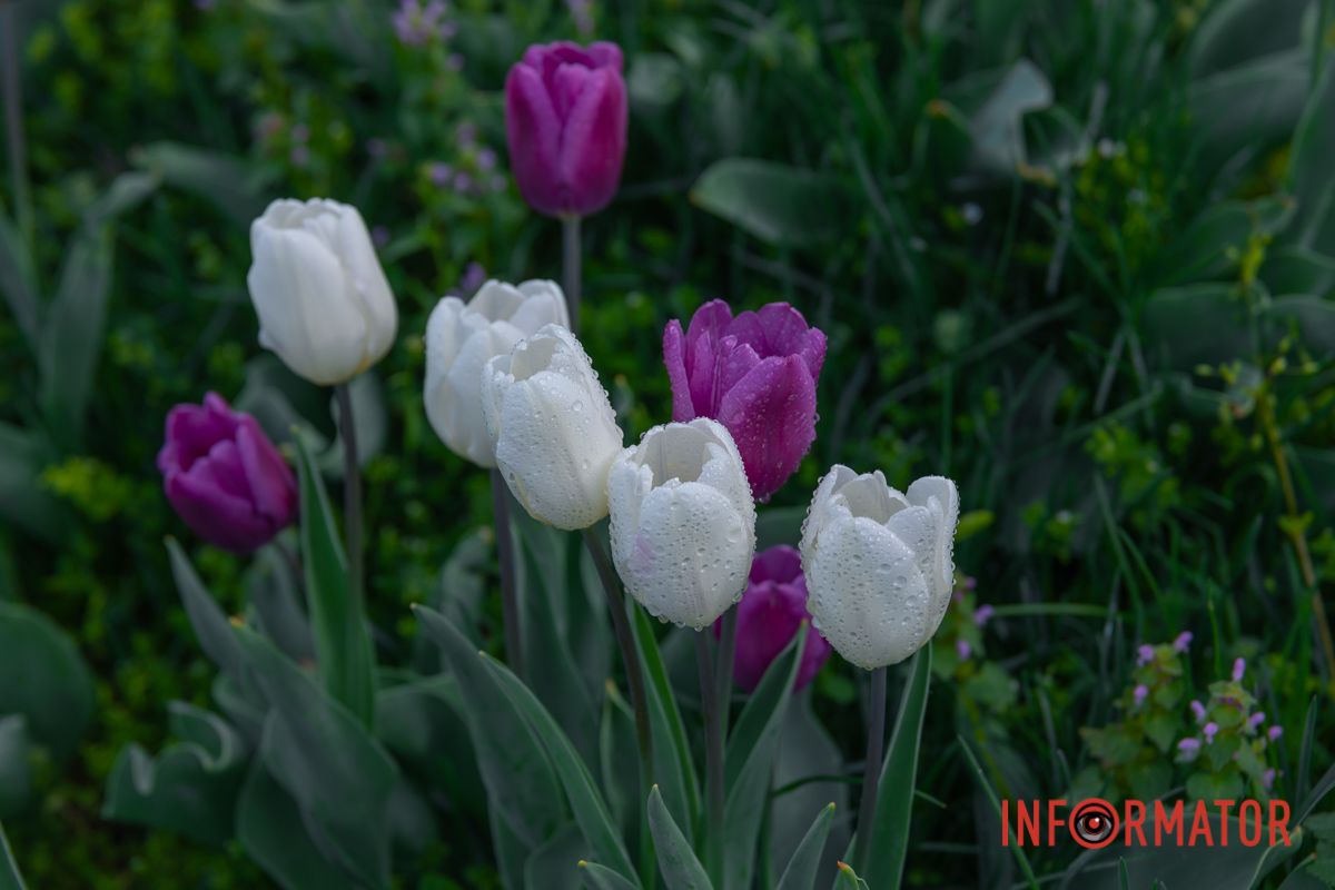 Виводить іволга свій свист,