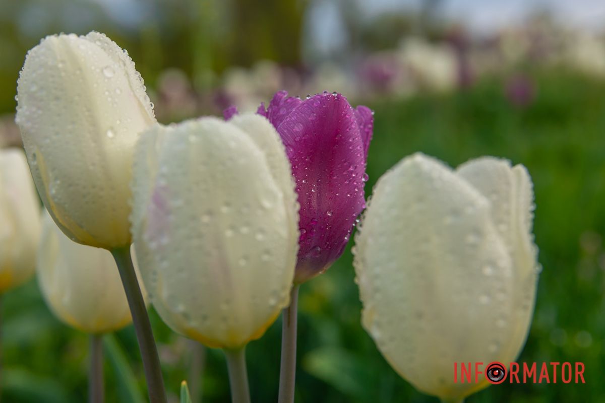 Червоно, синьо, жовто, біло.