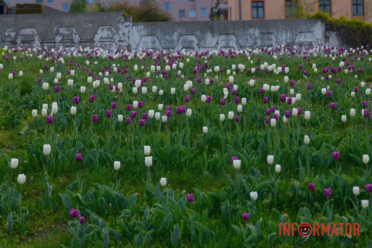 Палають крапельки роси,