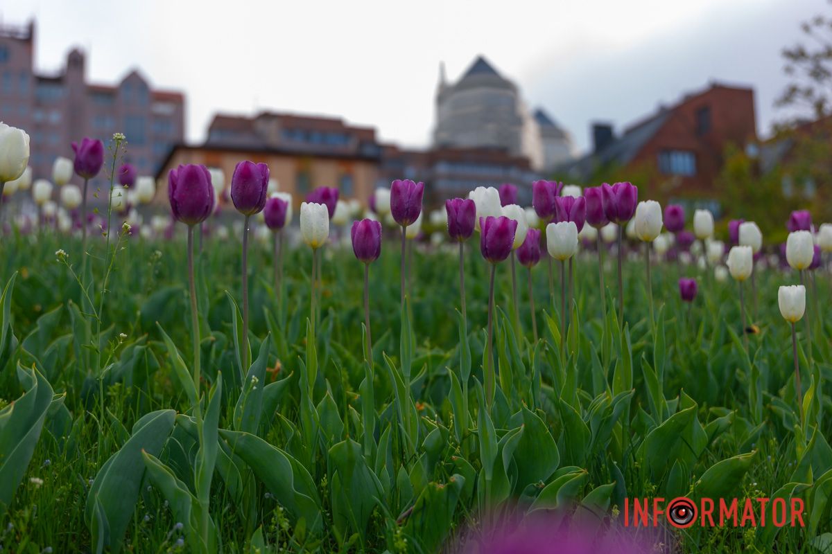 Немов їх сонце запалило.