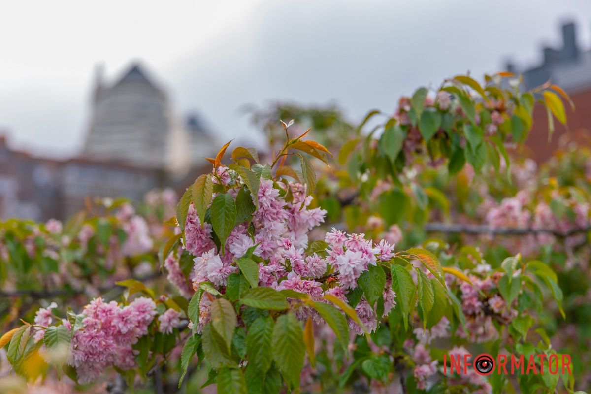 Гуде пташиним співом ліс,