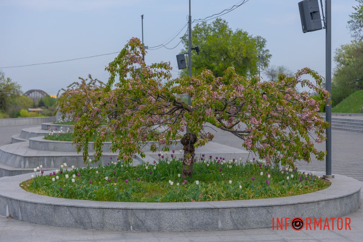 На луках від цвітінь-краси