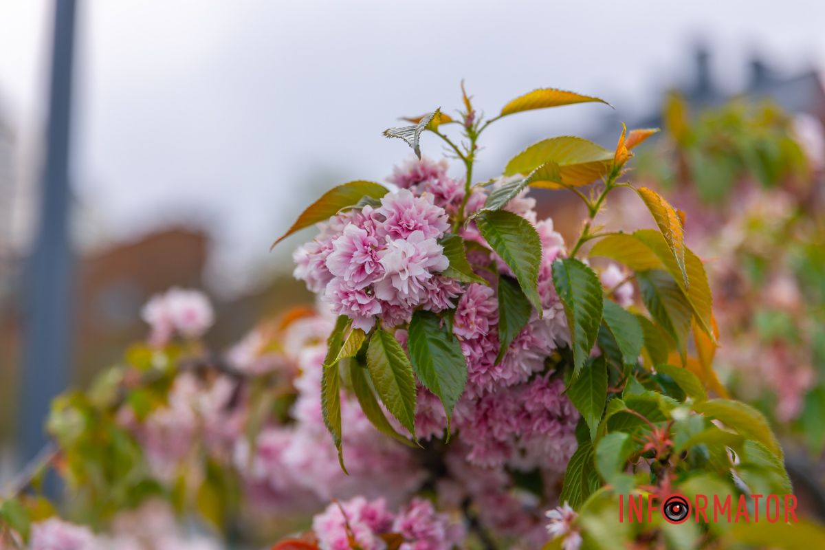 Вірш: Микола Сингаївський