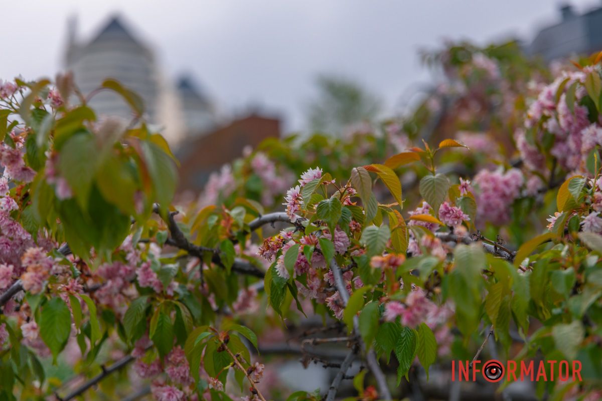 Прикрашати рідний край.