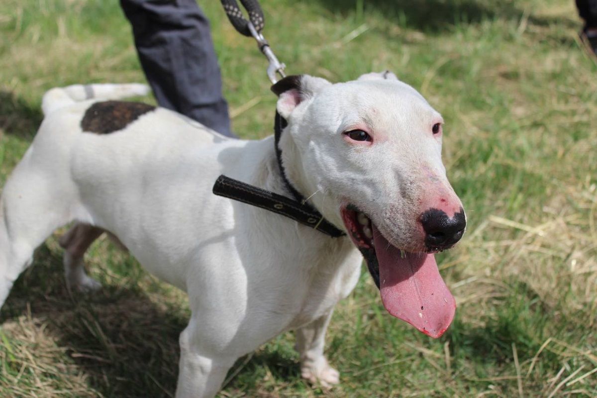 Дуже товариський пес  Дуже товариський пес