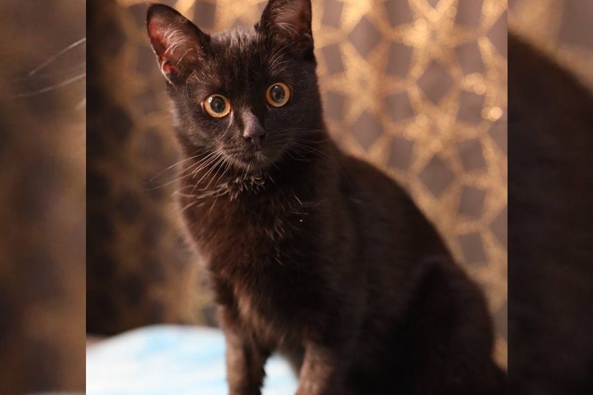 Які оченятка Які оченятка