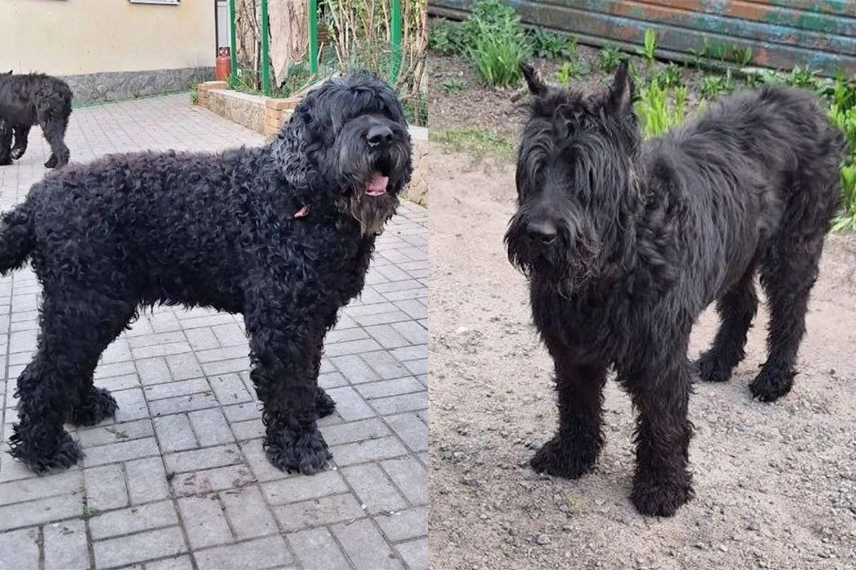 Виховані та слухняні  Виховані та слухняні